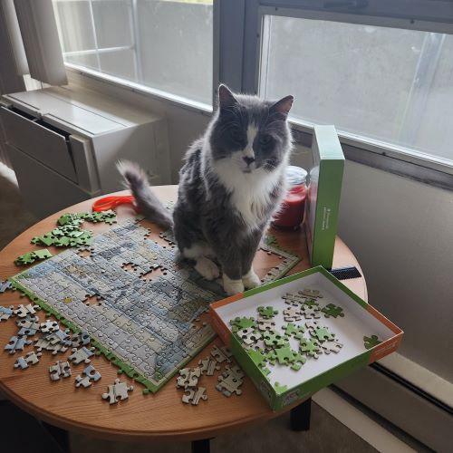 Agamjot's 17-year-old cat, Smokey, is her constant companion.